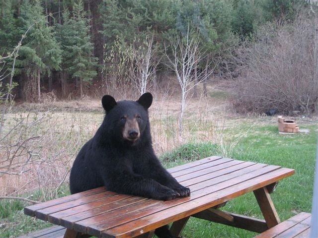 Your gaming 2017 Bear-at-picnic-table